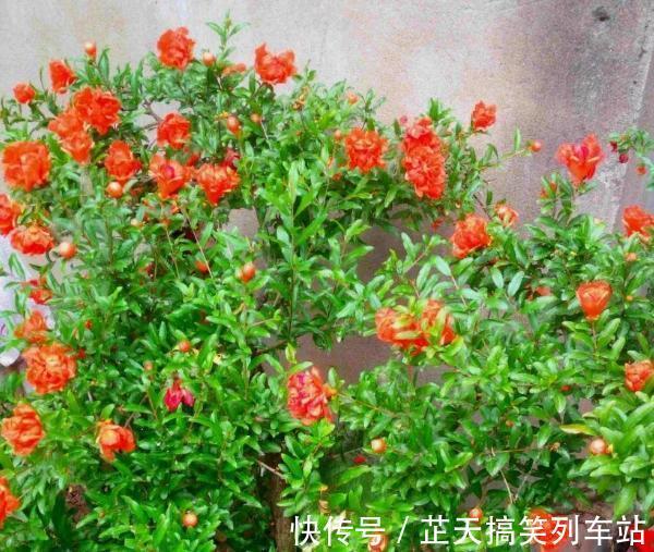 光照|诗里的“榴花似火燃”，原来，居家盆栽，开花比扶桑还漂亮