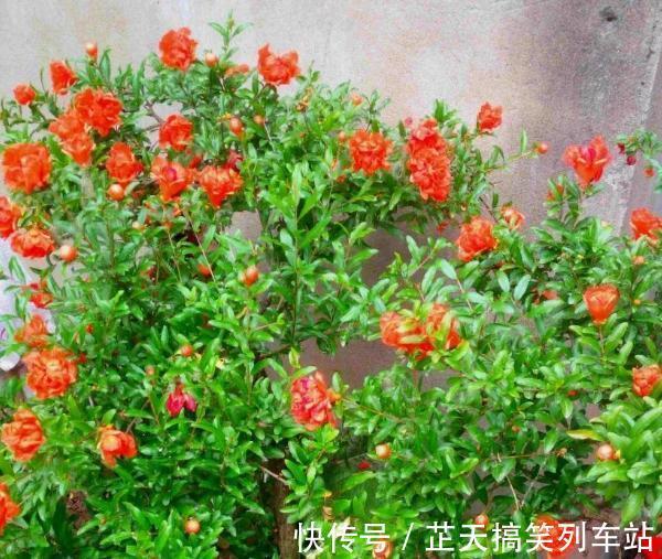 光照|诗里的“榴花似火燃”,原来,居家盆栽,开花比扶桑还漂亮