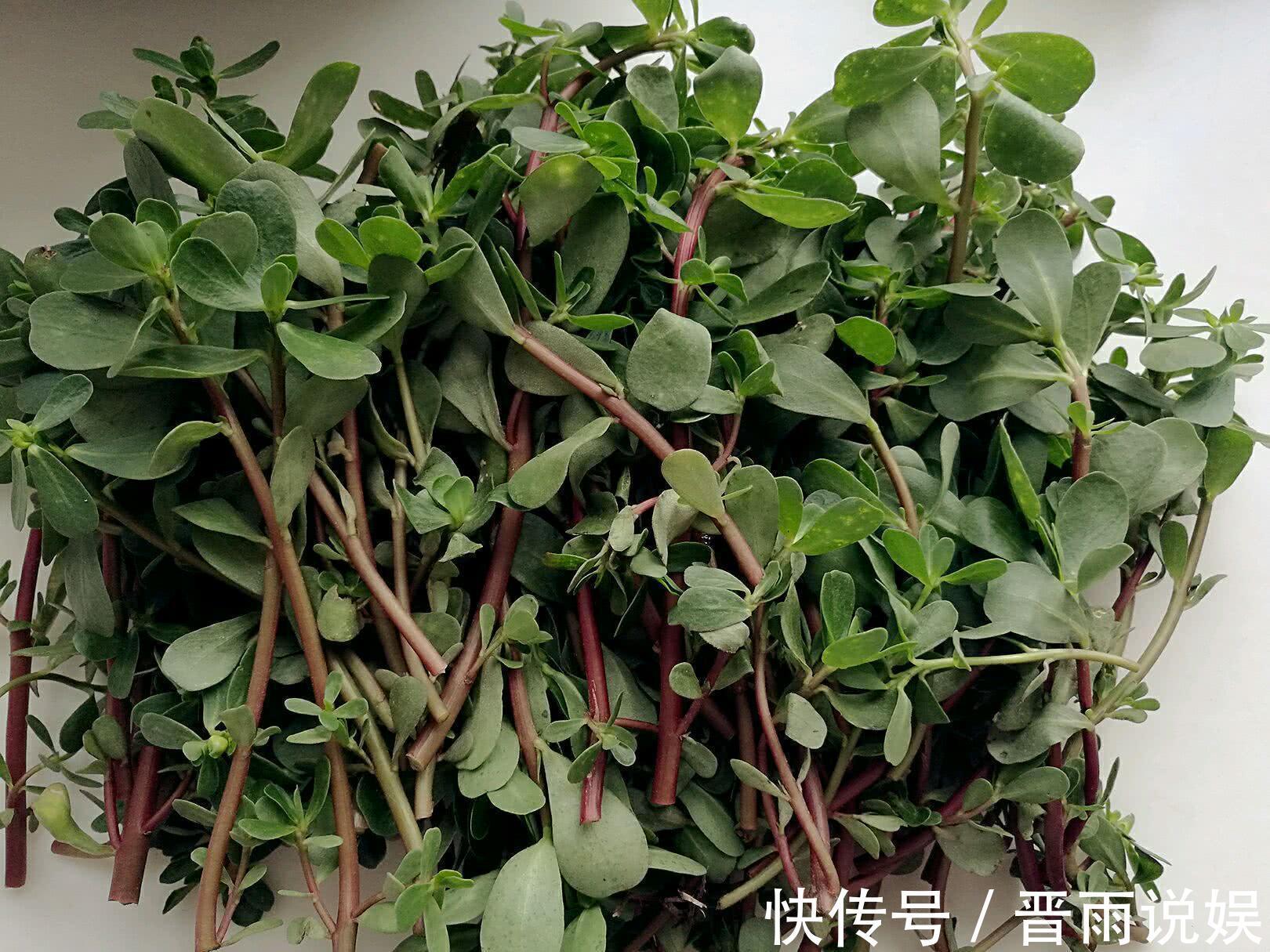 传染病|长期用马齿苋煮水喝,坚持半个月后,身体会出现神奇的变化!