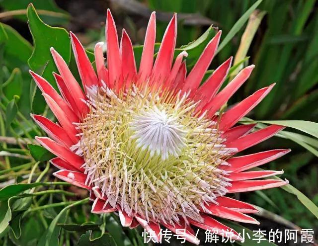 金色“大莲花”好看还好吃,“巨大神秘”的花,你肯定没见过