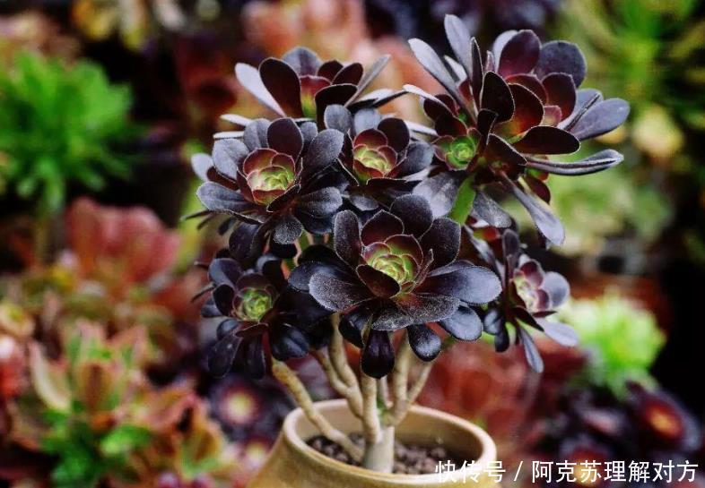 小白养多肉,不用瞎折腾,盆栽这5款,漂亮、落地就生根