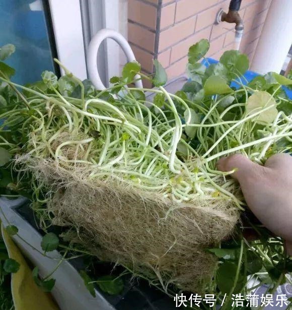 爆盆|铜钱草不用买,问邻居要一根小苗,足够你爆盆了