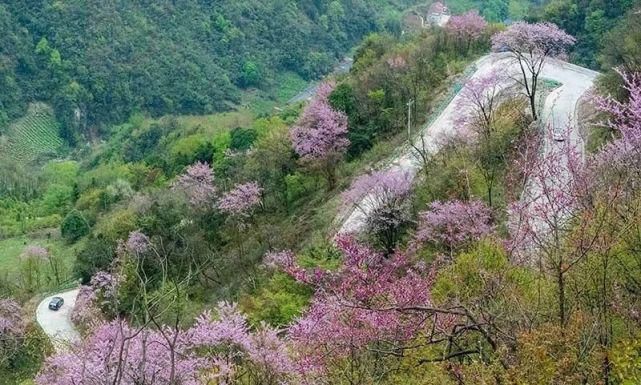 保康5万亩紫荆花开灿若霞