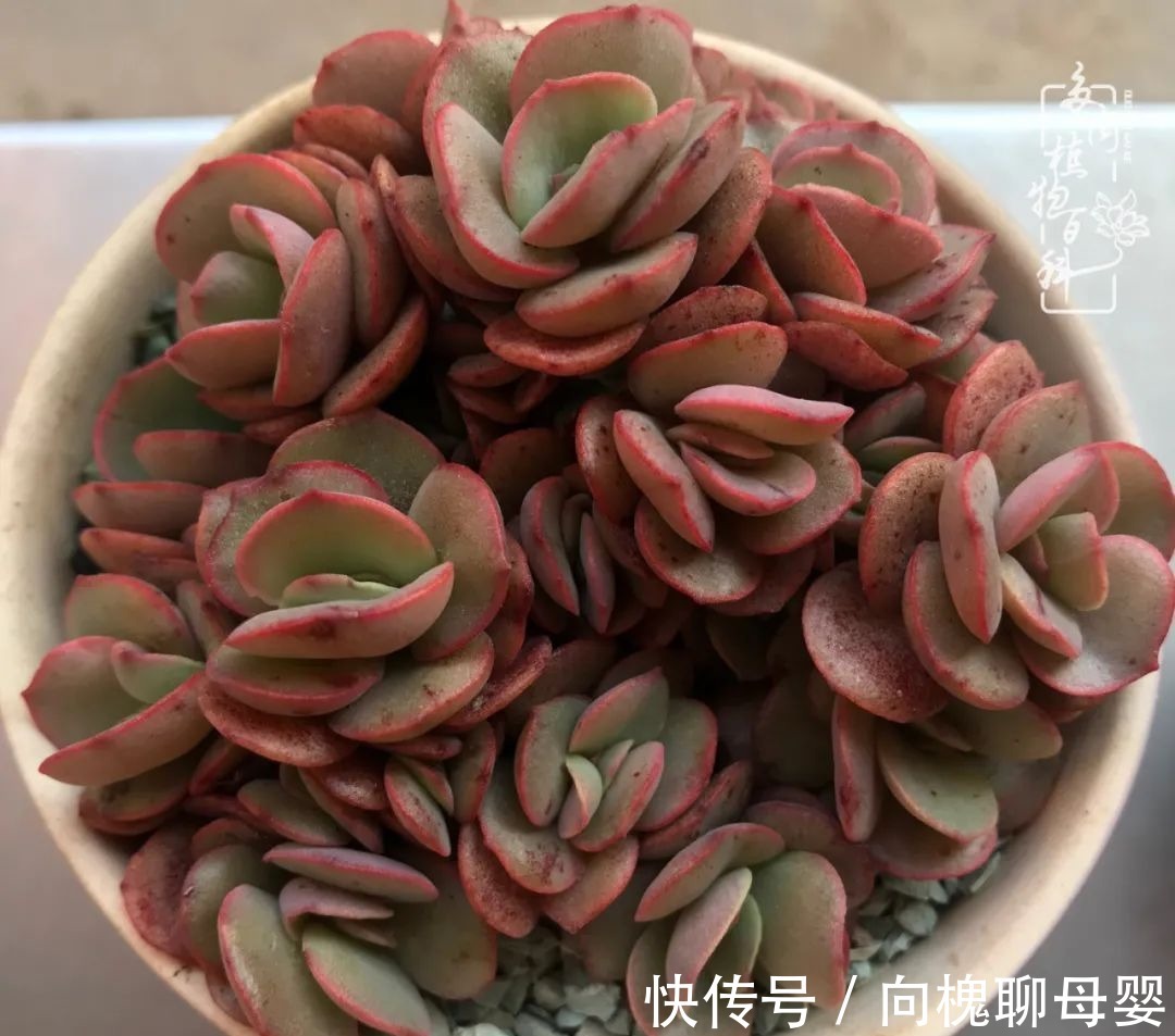 一种爱好就是一种境界,养花养多肉可以培养一个人的心境!