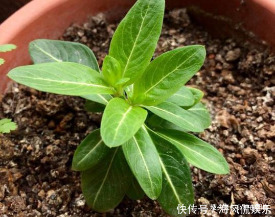 长春花|扦插长春花，有1个“技巧”，1棵养出30棵，棵棵开爆盆，好美！
