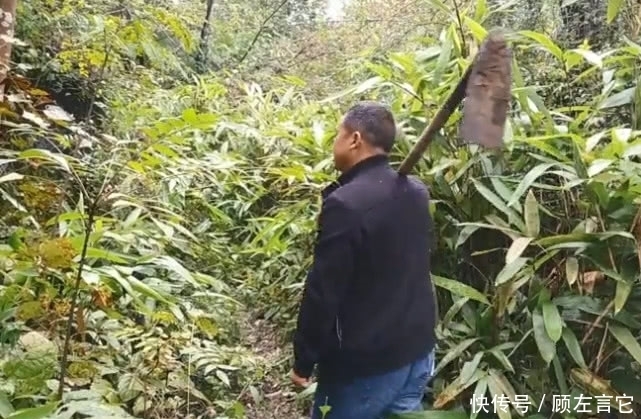 大山中的宝贝就是多，大叔找到的这种不起眼野