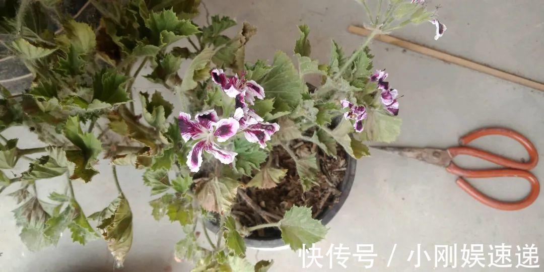 叶片|10种花特怕晒,越晒越黄叶,搬阴凉地儿才能活!