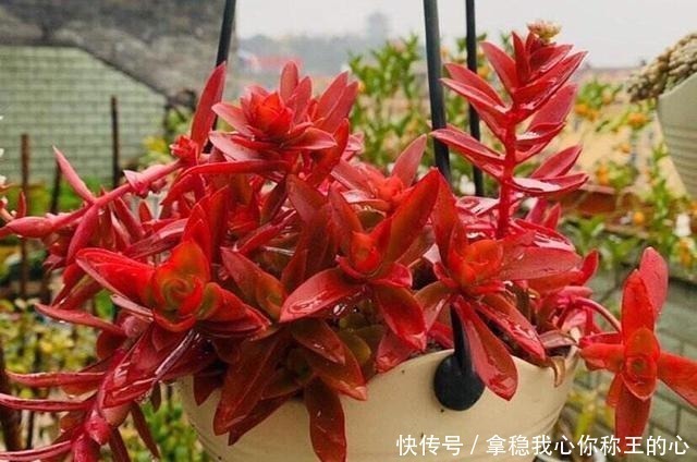 大明星|5种多肉名字太洋气,听起来就像大明星,养在家里“倍儿有面”!