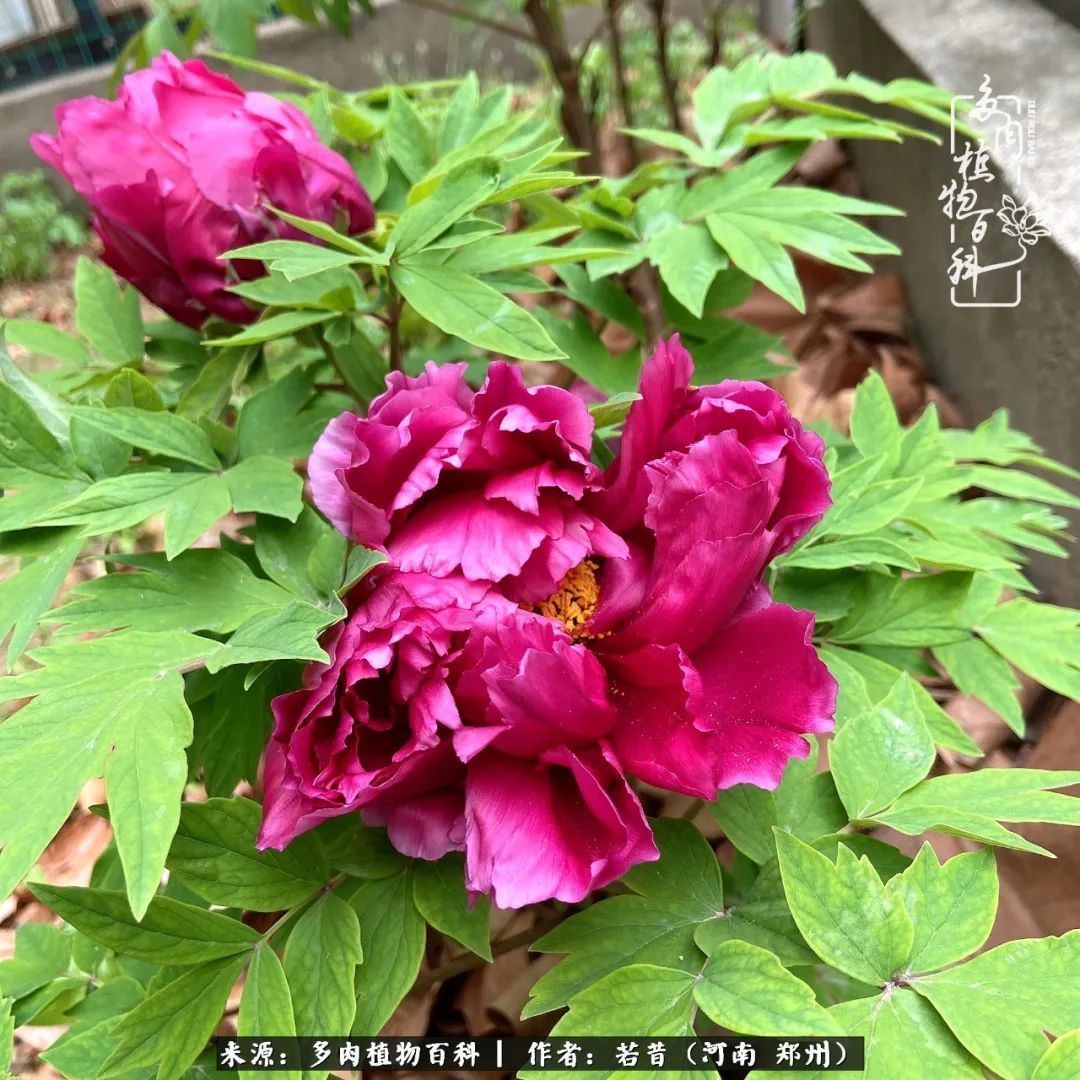 迷你小院儿,种满多肉、花草和蔬果,沉醉在自己的世外桃源!