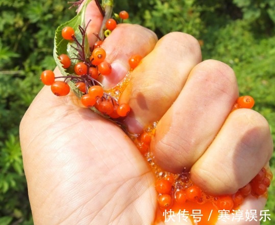 接骨木|乡间有种”臭草“,老辈农民都认识,治跌打损伤,药商收10元一斤