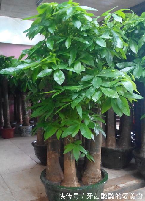 老桩|五种“大老桩”却要小盆养，用对盆，少管多晒更利于生长