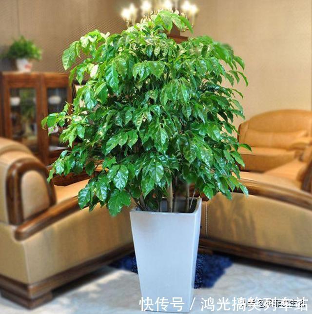 适合客厅养的6种“镇宅花”,美观大气又好养,越养越旺家