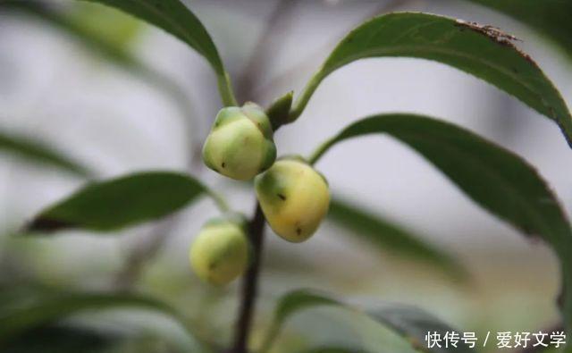 开花|李时珍用尽一生也未能找到的它，在杭州植物园开花啦