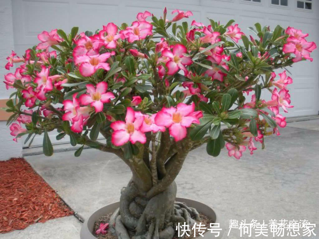 沙漠玫瑰在非洲能长5米高，养盆里仅10多厘米，依旧可开花