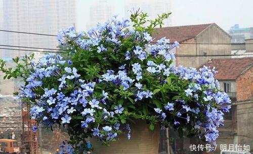 4种漂亮花,一样的喜好,同时管理不要偏心,开出小花园!