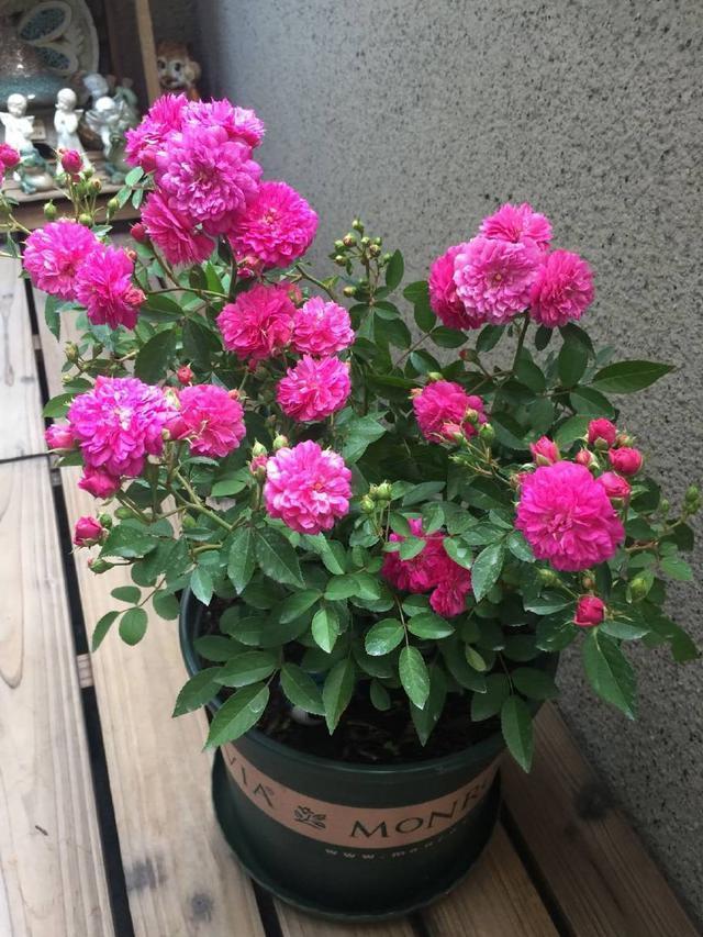 天冷了,3种花别“急着”搬进屋,在外“冻一冻”,开花又多又艳