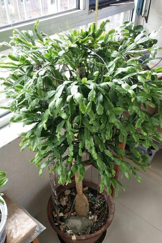 嫁接|仙人掌如何嫁接蟹爪兰教你3个嫁接小妙招,方法对了,开花多3倍