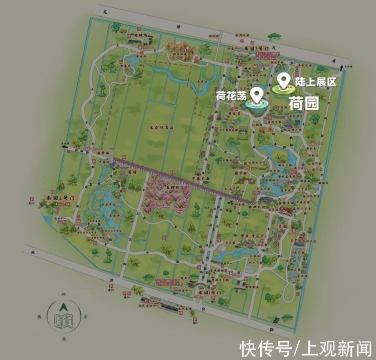 荷花|“四蒂睡莲”长什么样?一起来花博园看荷花、莲花群芳争艳