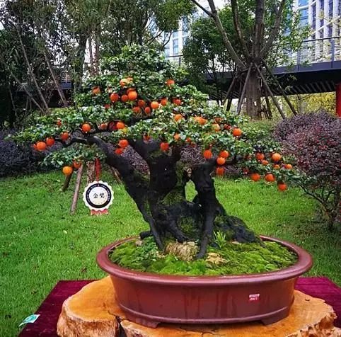 老大爷养了8年的金弹子,当成孙子一样照料,钱多难买无价盆景