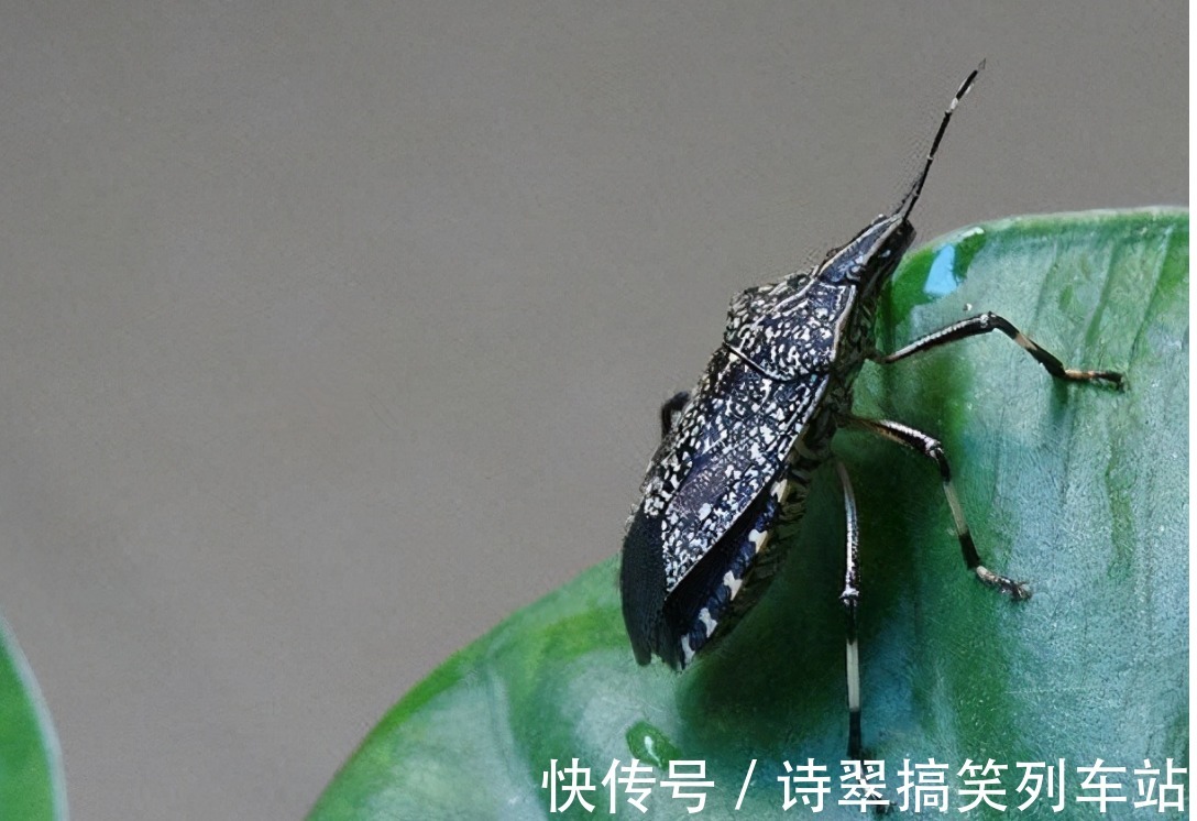 臭妮子|会放臭屁的臭妮子,营养价值堪比鹿茸,现在卖1000元一斤