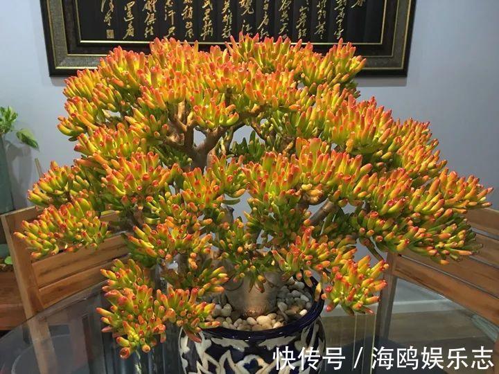 存钱筒|20年的“玉树”,叶子长成存钱筒,夏天猛晒红彤彤!