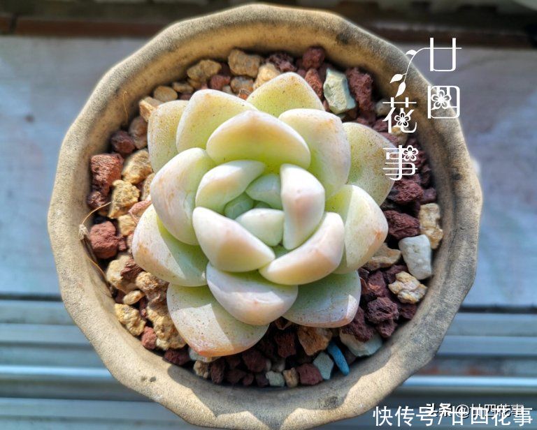 新手养多肉，记住3句“口诀”，枝粗叶胖，状态美