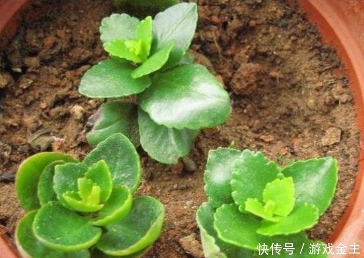 长寿花怎么摘心和修剪?让它爆发更多的侧枝,开更多的花花