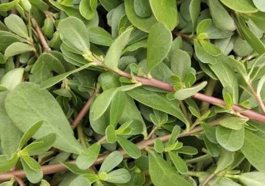 血管壁|马齿笕用白酒泡一泡,不仅白发慢慢变黑发,还白捡许多好处!