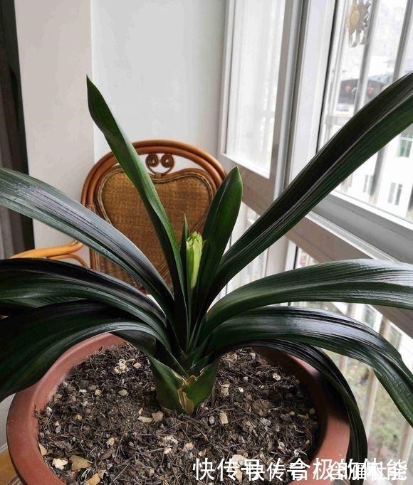 君子兰|君子兰出现黄叶烂根不可怕!老花匠教你做好这四点 天天蹭蹭长个!