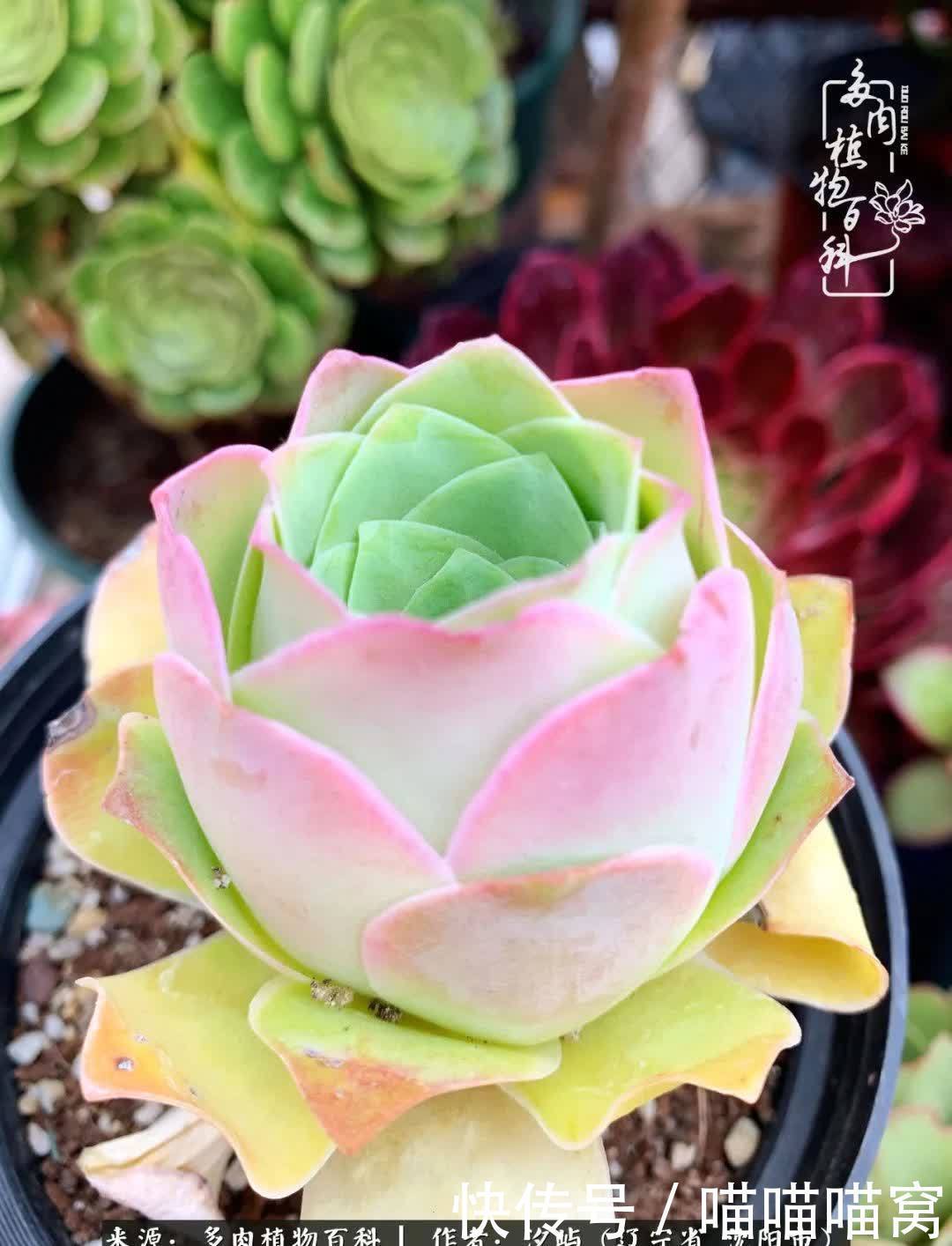 美杜莎|偶然相遇多肉,却成为心中挚爱!