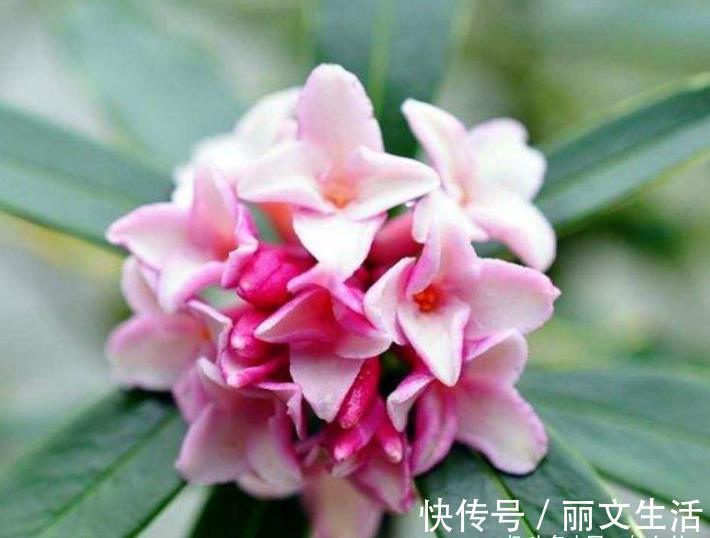 此花姿态婆娑潇洒,散发着一种诱人心魂的芳香,寓意为祥瑞与吉利