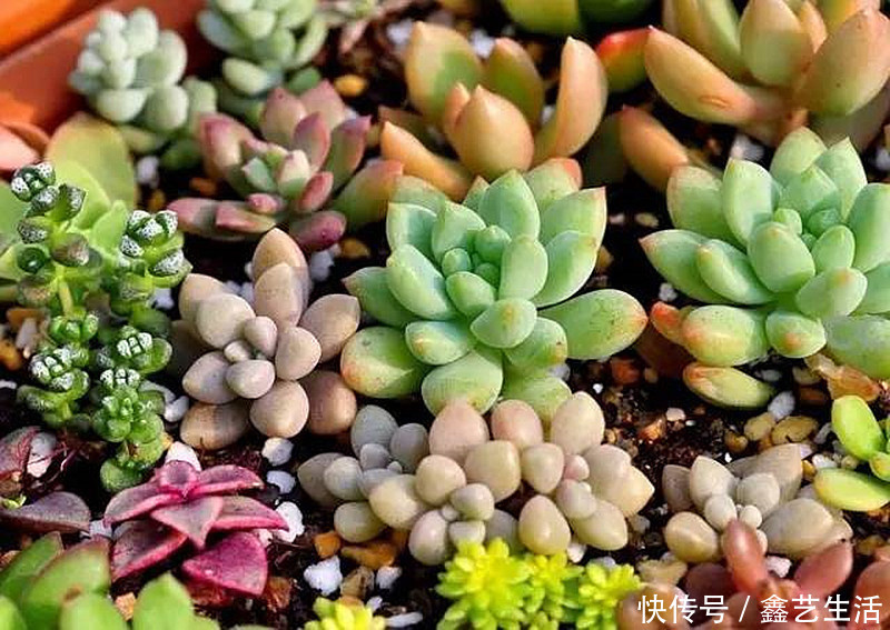 最全多肉养护法!十足干货!自己收藏就不用问别人啦!