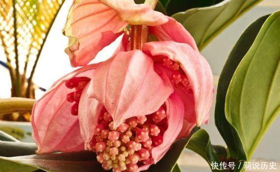 4种花很好养,耐热耐晒更耐旱,还能散发淡淡清香