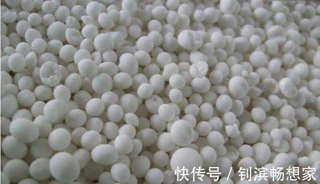 秋天养君子兰施肥是关键,3种肥料用一用,根旺叶绿,过年就开花