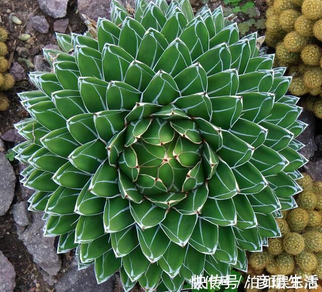 雍容华贵|这些植物“老寿星”,个个能活100岁,泼辣无比,比人还长寿