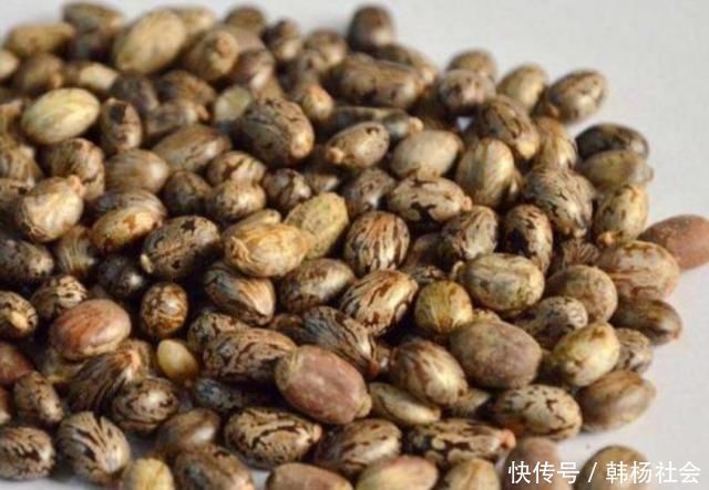 农村随处可见的蓖麻,竟然做成了生化武器,而且原理很简单