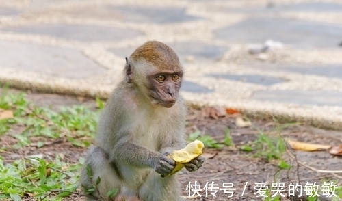 富得流油|哪几个月出生的属猴人，福气深厚，老天眷顾，财运通达，富得流油