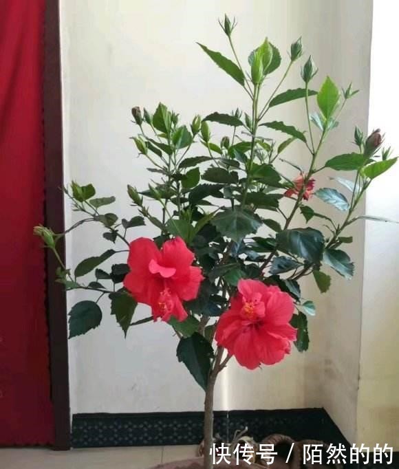 5种强悍花，个个晒不死，不晒就蔫巴，见光开大花，一开300天！