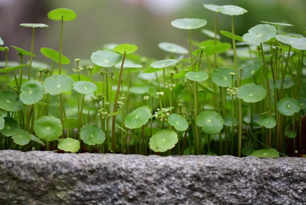 爆盆|铜钱草、金钱草、铁线蕨长得像，养护方法也相似，都很容易爆盆