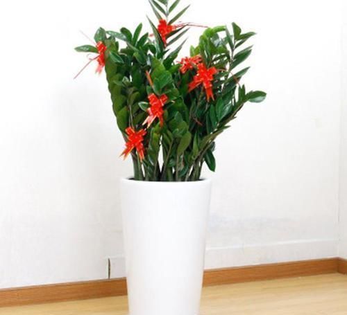 客厅养花就选此5种,不但好养易活,而且大气耐看还旺财