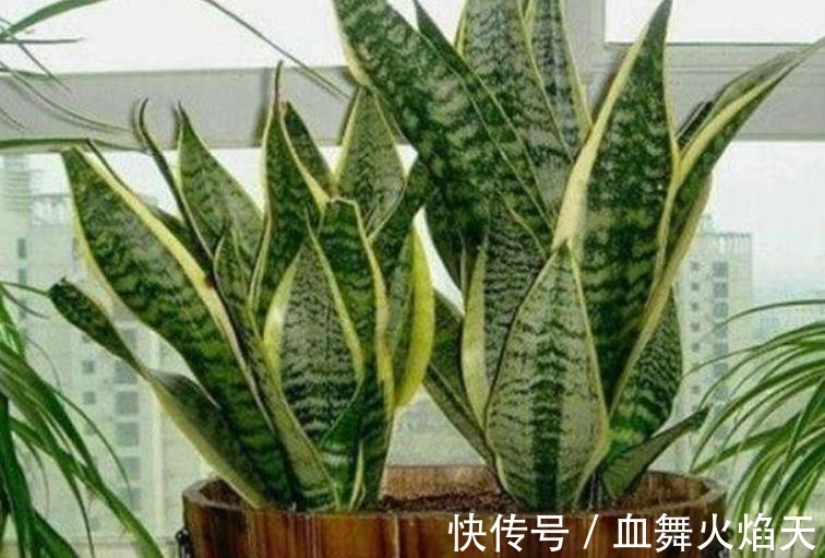 3种在冬天会“假死”的花,别急着丢掉,做好保暖,春天疯长不停