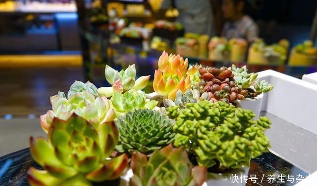 5种有毒的多肉植物,你家可能就有一盆,养护需小心!