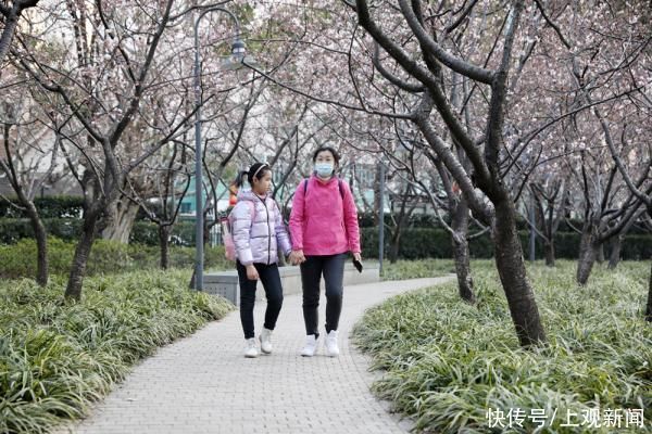 春花|申城春早，樱花渐入佳境，静安雕塑公园上演“梅樱争春”