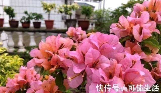 叶片|想让三角梅变“开花机器”，注意这几点，叶片不黄，花开不断！