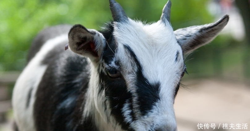 基因|中国文化中的“羊基因”:伏羲神农最早以羊为图腾