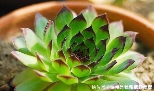 夏天|多肉观音莲,最爱“吃大饼”,一摊一大张,一个夏天都犯愁