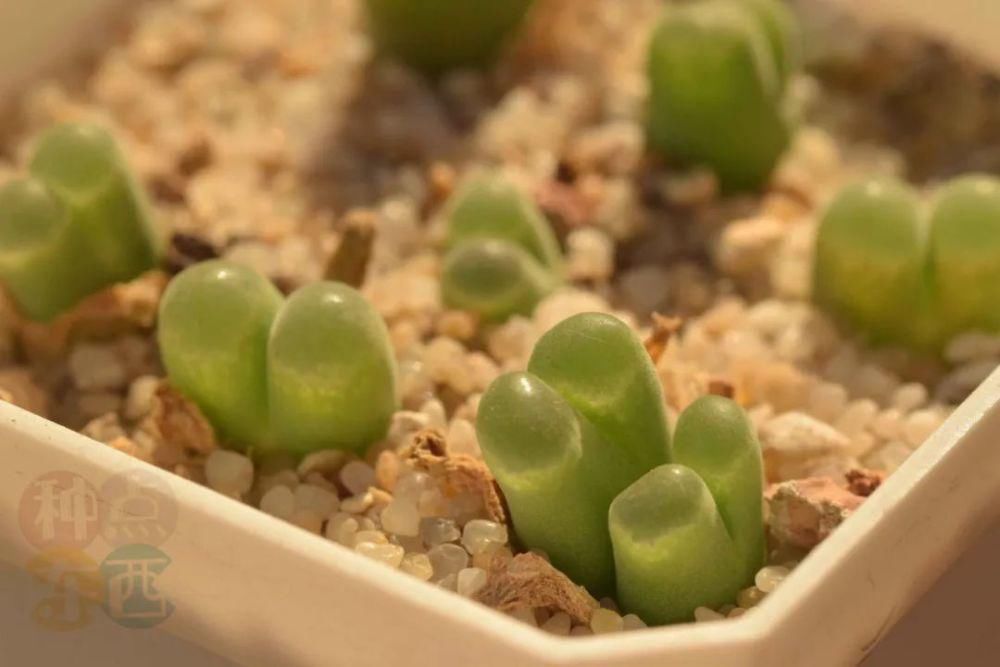  磁铁|磁铁风铃Conophytum Concordans