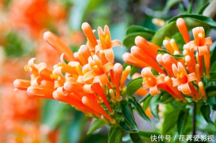 此款花卉便宜又好养,丢到阳台,财运亨通,旺财旺运好兆头