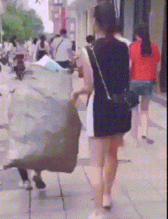 |搞笑GIF:姑娘,这么危险的房子你跑进去干嘛去了