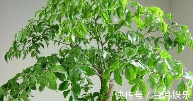 叶片|如果不到万不得已,这3种花过年“不要买”,年后买,省钱又好养